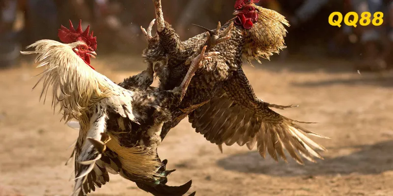 Không cược vội nếu chưa nắm rõ tỷ lệ odds